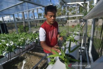 Menanam sayur sendiri di tengah pandemi  COVID-19