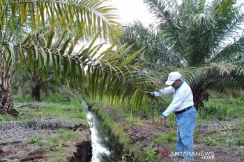 Kelapa sawit di budi daya pada lahan ramah lingkungan