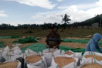 BI NTB optimistis pertanian tetap bergairah di tengah COVID-19