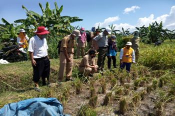 Sistem mulsa tingkatkan produktivitas panen padi di Kulon Progo