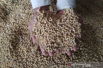 Harga kedelai impor melonjak akibat pandemi COVID-19