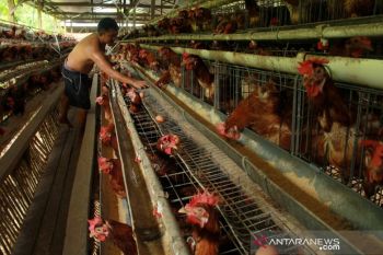 Harga telur ayam naik