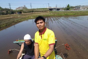 Musim tanam padi di Lombok Tengah sudah mulai