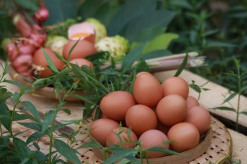 Tingkatkan stok di tengah pandemi COVID-19, peternak telur herbal buka gerai di Pringsewu