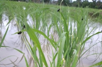 Puluhan hektare tanaman padi di Mukomuko diserang kepinding