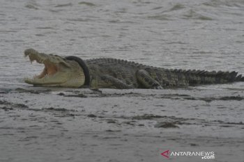 Buaya ban kembali naik ke darat