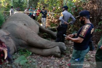 Seekor gajah sumatera yang terpisah dari rombongannya dibunuh di Riau