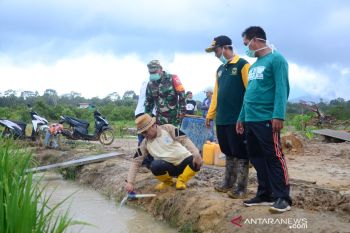 Persawahan empat desa di Lingga tumbuh ditengah pandemi