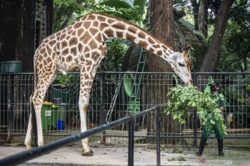 Taman Margasatwa Ragunan Jakarta Selatan mulai dibuka lagi untuk umum Sabtu