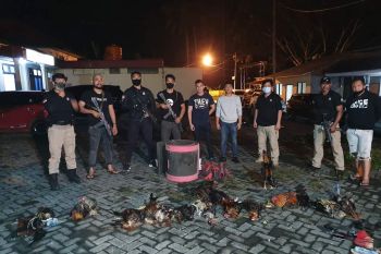 Timsus Maleo dan Resmob Minut gerebek judi sabung ayam di perkebunan