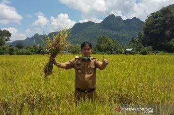 Petani Pangkep panen padi di tengah pandemik COVID-19