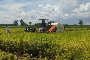 Kostratani bertekad amankan stok pangan selama wabah COVID-19