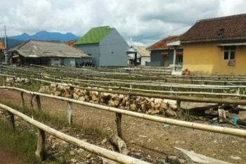 Wabah COVID-19 pengaruhi harga jual dan produksi ikan teri asin