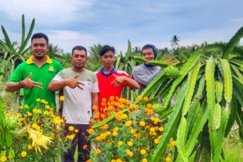 Buah naga segar petani  milenial berhasil tembus Malaysia