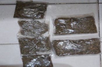 Polresta Jayapura tangkap empat pengedar ganja