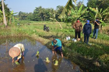 Wabup Sleman pastikan kegiatan pertanian tetap berlangsung di tengah pandemi