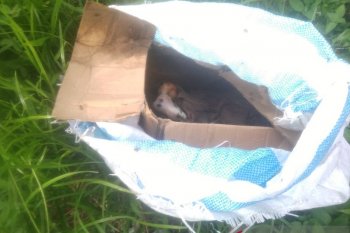 Warga Alam Barajo temukan jasad bayi di dalam kardus, diduga sudah dua hari di lokasi penemuan