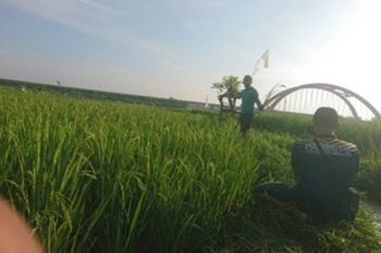 Mahasiswa Polbangtan YoMa pantau aktivitas petani di tengah pandemi COVID-19