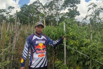 Petani Lampung Barat panen cabai merah