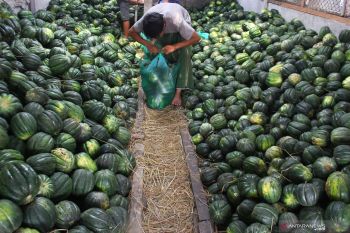 Pengusaha buah menambah stok blewah