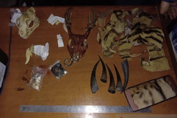 Pelaku perdagangan kulit harimau ditangkap di Jambi