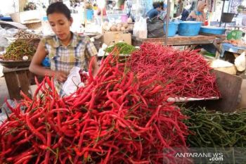 HARGA CABE TURUN DI PADANG