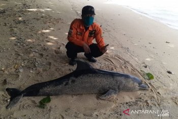 Tim SAR menemukan bangkai lumba-lumba terdampar di Pantai Ujung Genteng