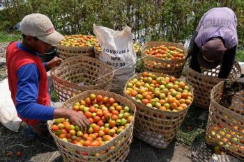 Harga tomat turun