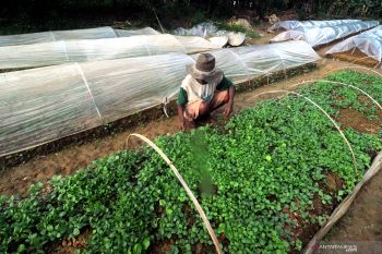 Harga Bibit Tembakau