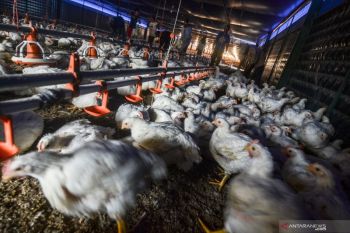 Ketika Peternak Disambut Meriah Warga karena Bagi-Bagi Ayam Gratis