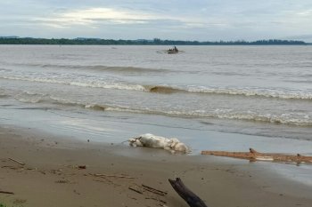 Bangkai babi berserakan di Pantai Tagaule Nias