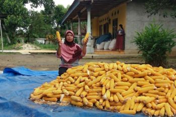 Stok pangan bagi masyarakat di Lampung mencukupi