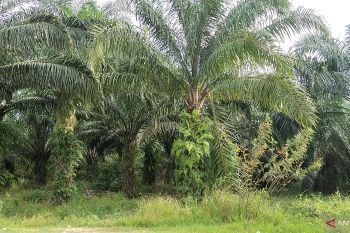 Harga sawit di Mesuji turun