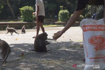 Puluhan warga Bali bagikan makanan kepada 1.500 monyet "Alas Kedaton" saat COVID-19 (video)
