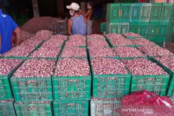 Harga masih tinggi, Kementan sebut bawang merah segera panen raya