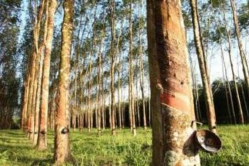 Pemerintah beli 10 ribu ton karet dari petani mitigasi dampak Covid-19