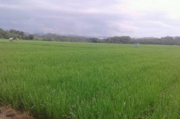 Mei, 32.000 hektare sawah di Sultra panen raya