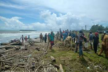Bangkai babi berserakan di Pantai Tagaule Nias, pejabat dan warga gotong menguburinya