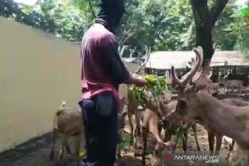Ditutup sementara, TSTJ luncurkan kembali program adopsi satwa
