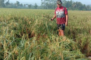 Varietas Mantap inovasi Balitbangtan Kementan berpotensi menghasilkan padi 9,1 ton/ha
