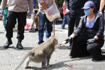 Bupati Tabanan bantu pakan satwa Alas Kedaton