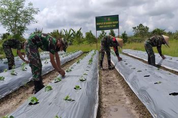 Kodim Muara Teweh tanam sayur untuk perkuat ketahanan pangan