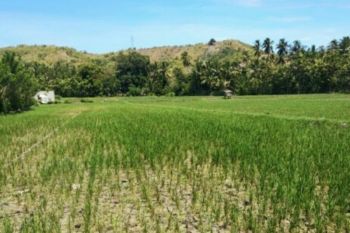 Puluhan hektare sawah  alami kekeringan di Majene