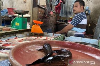 Dampak corona, harga ikan gabus alami penurunan Rp45.000/Kg