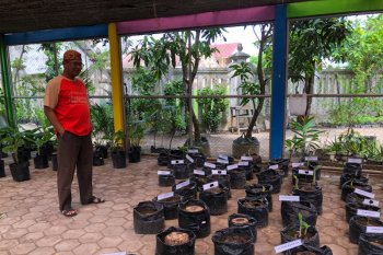 Persediaan bibit pisang di Kebun Plasma Nutfah Yogyakarta menipis