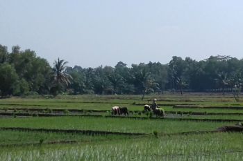 Bulog serap gabah petani jaga stabilitas pangan