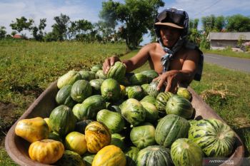 Harga blewah masih tinggi