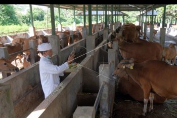 Upacara Tumpek Kandang