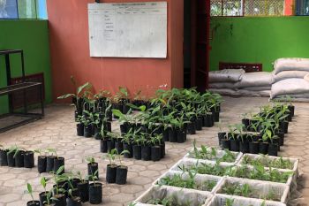 Rencana penataan Kebun Plasma Nutfah Pisang Kota Yogyakarta ditunda