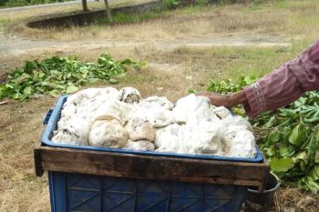 Harga getah karet Mesuji turun